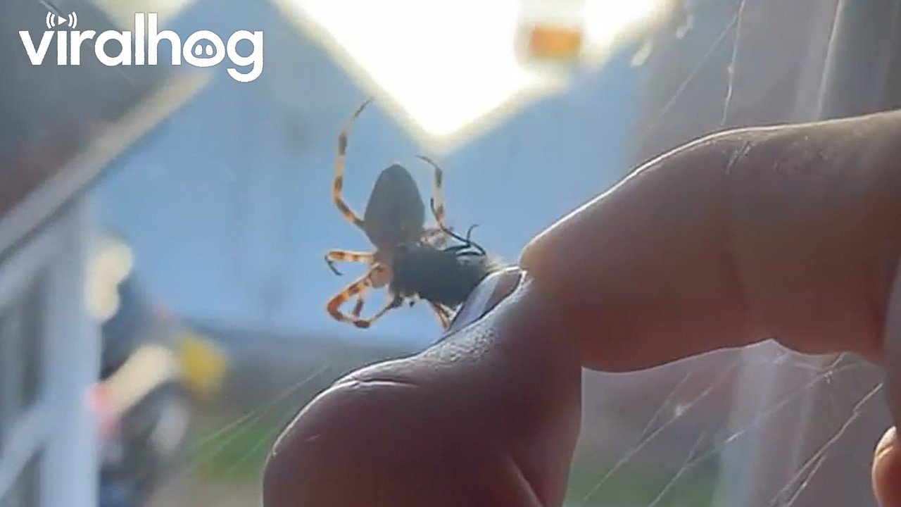 Feeding My Spider Buddy || ViralHog