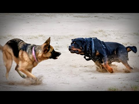 German Shepherd VS Rottweiler