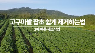 고구마밭 고랑의 잡초 손쉽게 제거하는 방법