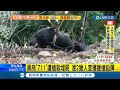 #三立最新 殺害黑熊兇手抓到了! 東卯山黑熊魂斷南投部落溪谷 2獵人依法送辦裁定3萬元交保｜記者 陳逸潔｜【LIVE大現場】20220520｜三立新聞台