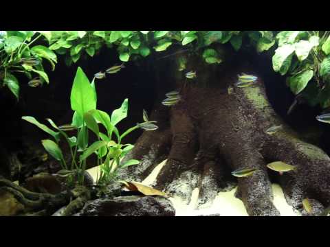 Lefini River - Congo drainage Africa