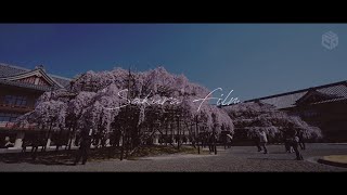 SAKURA FILM