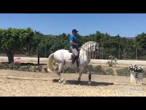 PRE Zascandil VIII. A very special horse for dressage. 9 years old. Stallion.