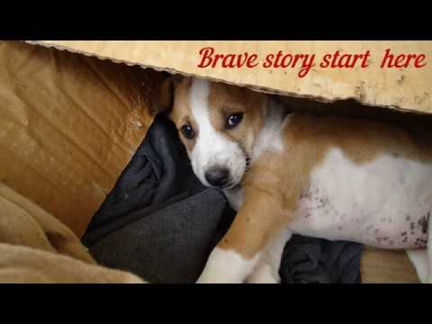 My Brave Dog has a story in the streets of Hargeisa city Somaliland East Africa.