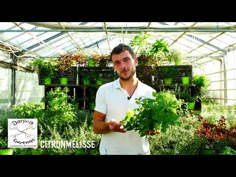 Daniel's Gartneri - Citronmelisse