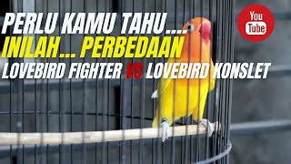 Download lagu INILAH.. PERBEDAAN LOVEBIRD KONSLET DAN LOVEBIRD FIGHTER mp3 Download lagu INILAH.. PERBEDAAN LOVEBIRD KONSLET DAN LOVEBIRD FIGHTER mp3