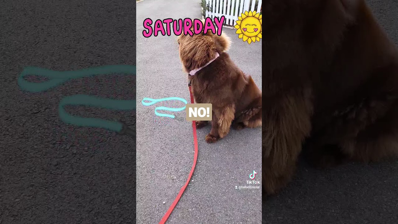 #walkthisway #newfoundland #newfie #puppies #walkies #pet #tailsofcocoa #puppyoftheday #puppy #dog