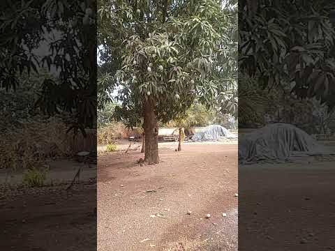 Canarana Mato Grosso