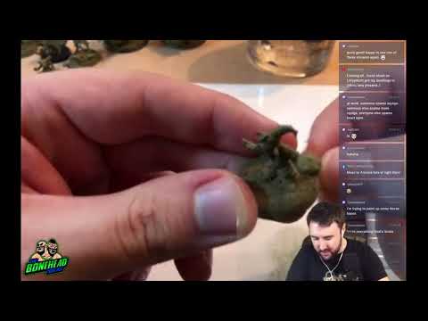 Snotling Hobby Stream! PaintCast!