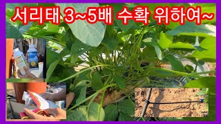 서리태콩 3~5배수확 위한 관수및 엽면시비 서리태 재배방법