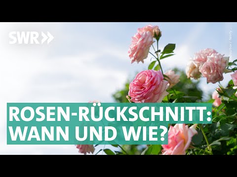 Rosen schneiden - am besten im Frühjahr! | Marktcheck SWR