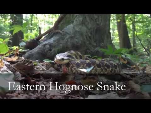 Eastern Hognose And Ribbon Snake - Michigan July 20, 2016