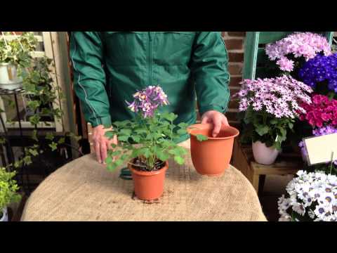 園芸 オダマキ、斑鳩、オオバト