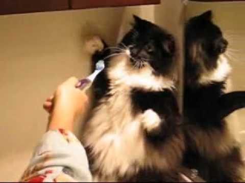 Harold the cat versus electric toothbrush