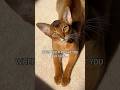 Who would’ve thought?! Abyssinian cats walking on a leash #abyssinian #catlover #catvideos #funny