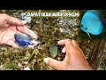 Ikan Hias Air Tawar Selokan