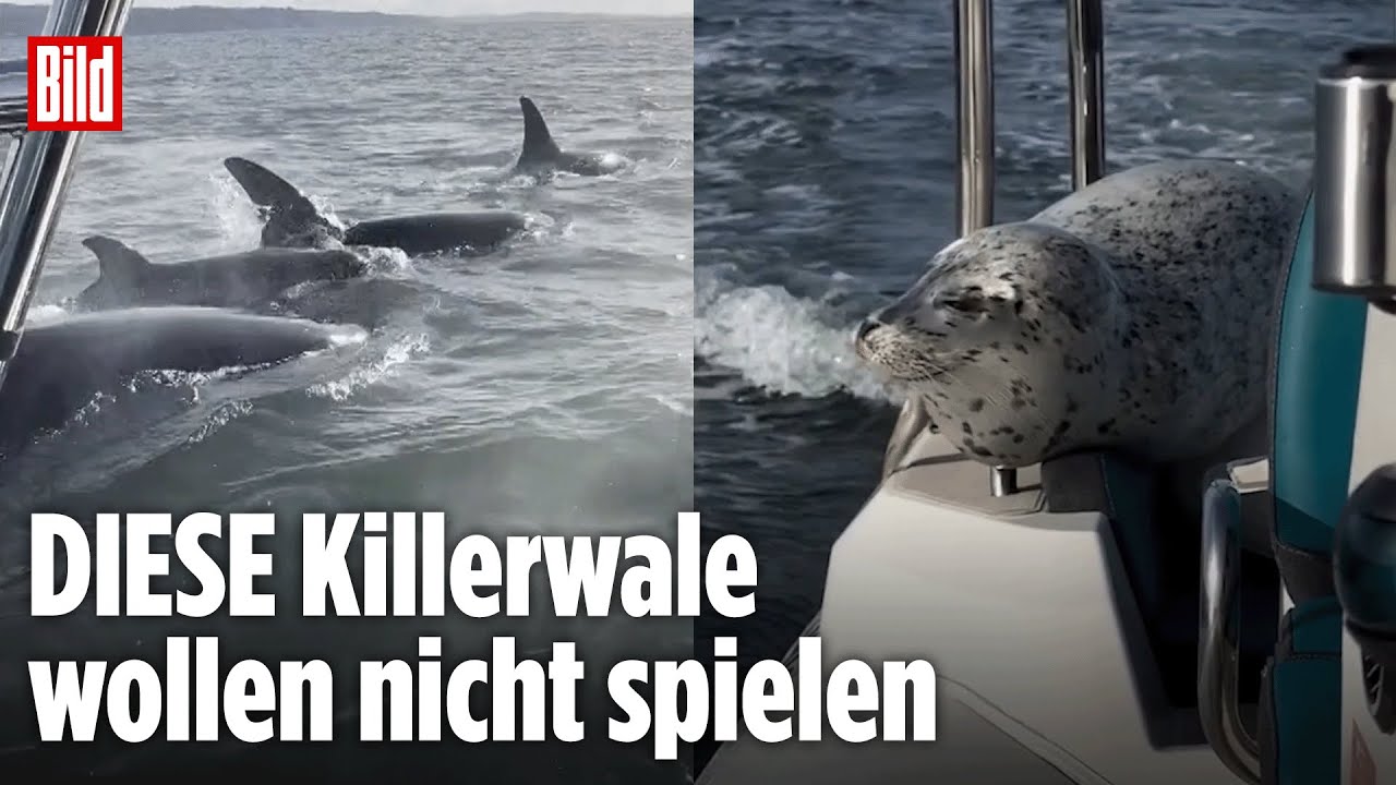 Washington, USA: Orcas machen Jagd auf Seehund