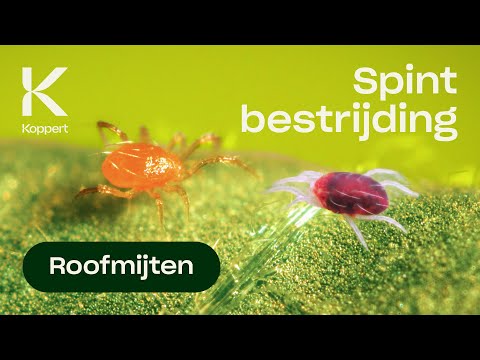 屋上緑化に最適な植物Phytoseiulus persimilis (Spint bestrijden met roofmijt Phytoseiulus persimilis)