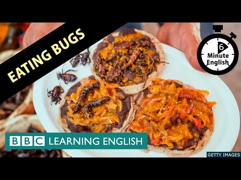 Eating bugs - 6 Minute English