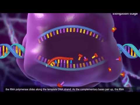 DNA Transcription and Translation: Dubbed animation.