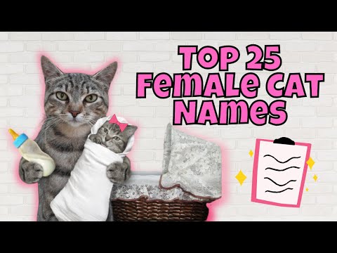 Top 25 Most Popular Female Cat Names