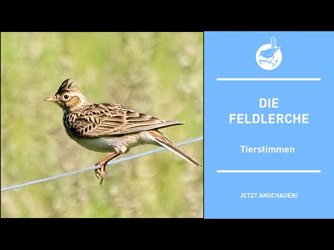 Vogelstimmen: Die Feldlerche - Skylark - Alauda arvensis (4k)