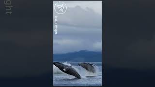 Four Humpback Whales Breach at Same Time || World Wild Waves