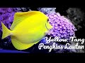 Ikan Hias Laut Yellow Tang