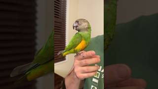 Happy Beak  Senegal Parrot Interesting Behavior