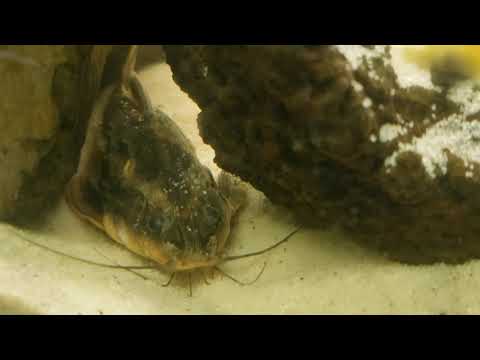 Striped Raphael Catfish #70 Daniken Aquatics Top 100 Fish of the Fish House