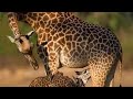 UMBI UMBI MAPIANO VERSION By Kimani Wa Turacco Bigkimstudios
