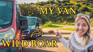 Wild Boars Invade My Cozy Campsite