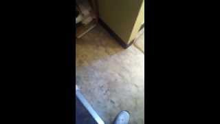 Ants in the Bathroom (Final Part)