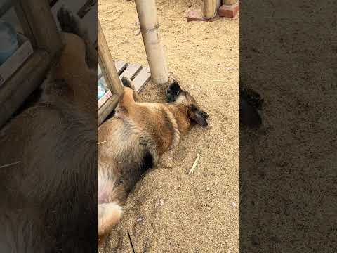 Perro feliz Chinacota, #nortedesantander #nature #reel #youtube #animals #travel #dog #perros