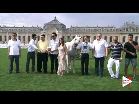 3rd Place N.87 MOUNTASSAR AL ZOBAIR - Chantilly 2015 AWC - Stallions Championship (Class 16)