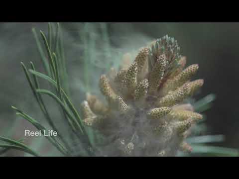 Pollen Release On Long Leaf Pine