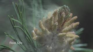 2014,  Pollen release pine cones, real time and 240fps slo-mo, Vernon, BC