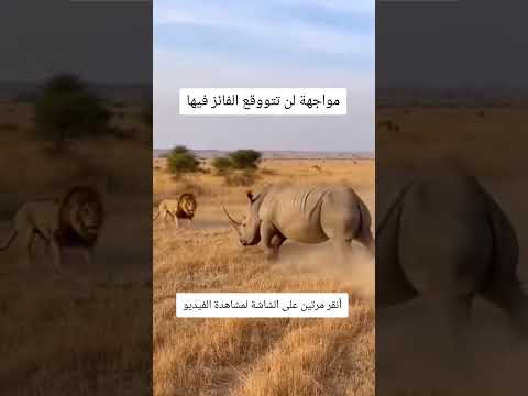 مواجهة بين وحيد القرن و أسد لن تتووقع الفائز فيها#حيوانات_مفترسه #رعب #fyp #ترند