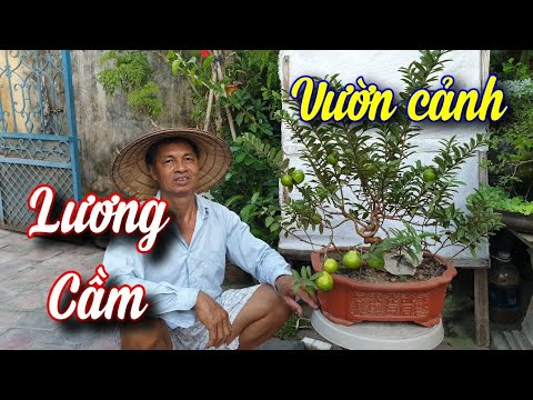 SH.6324. Bonsai giá rẻ Lương Cầm Ba Vì Hà Nội.