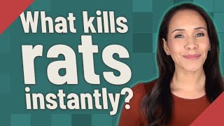 What kills rats instantly?