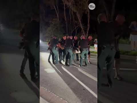 14-foot, 600-pound gator removed from Florida road #Shorts