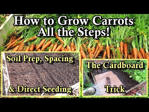 , title : 'How to Grow Carrots in Your Garden: Harvest & Seed Planting Examples - All the Steps!'