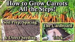 How to Grow Carrots in Your Garden: Harvest & Seed Planting Examples - All the Steps!