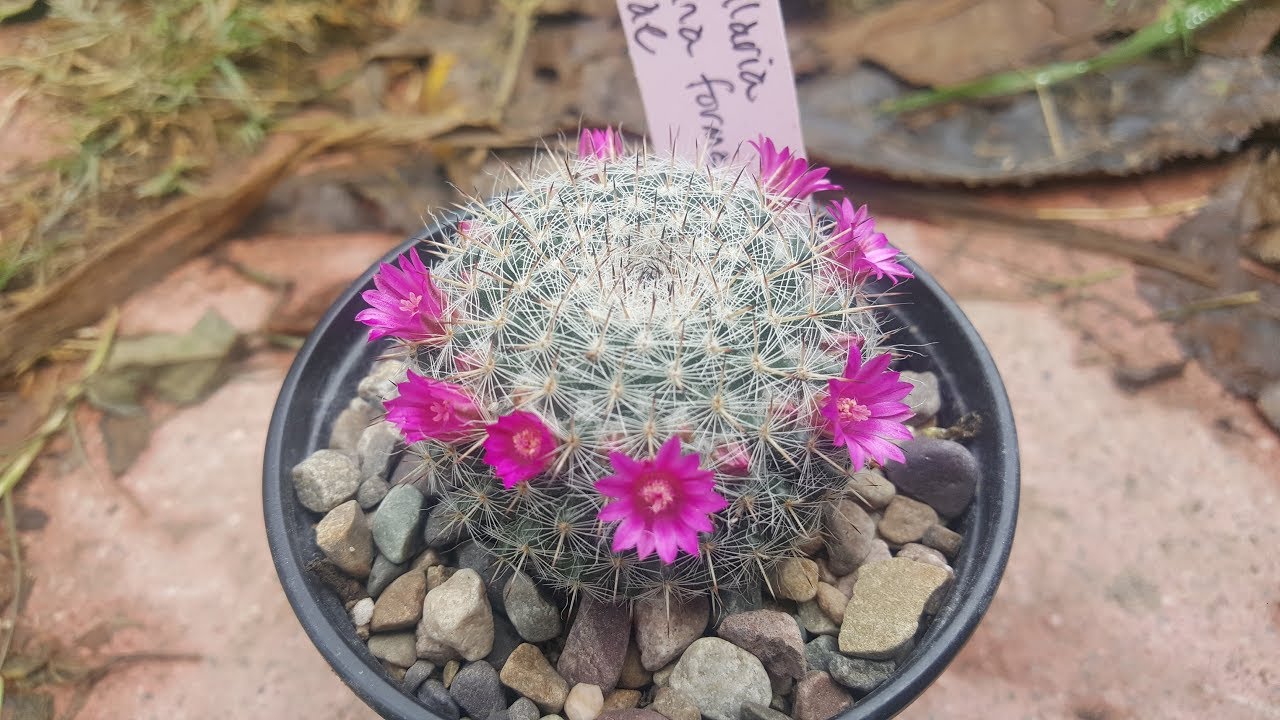 Mammillaria hahniana / cactus
