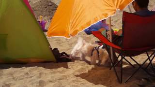 preview picture of video 'Papudo 2015 Mascotas en la Playa'