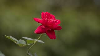 "Just A Rose Will Do" Southern Gospel Lyric Video