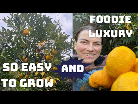 Grow the amazing YUZU LEMON in a container