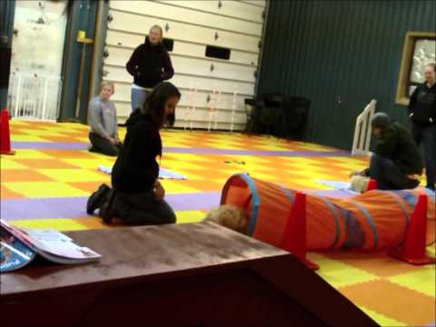 Smart Start Puppy 11 13 12