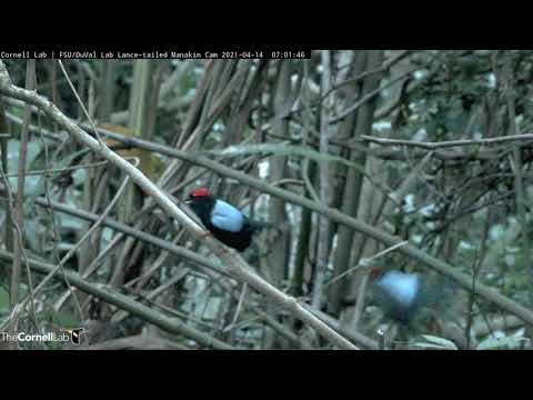 Adult Lance-tailed Manakins Display on Dancing Perch, April 14, 2021 | Cornell Lab