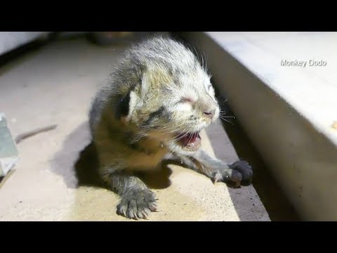 Poor Newborn Baby Cat Was Born A Few Hour Cry Loudly Call Mom Feed Milk